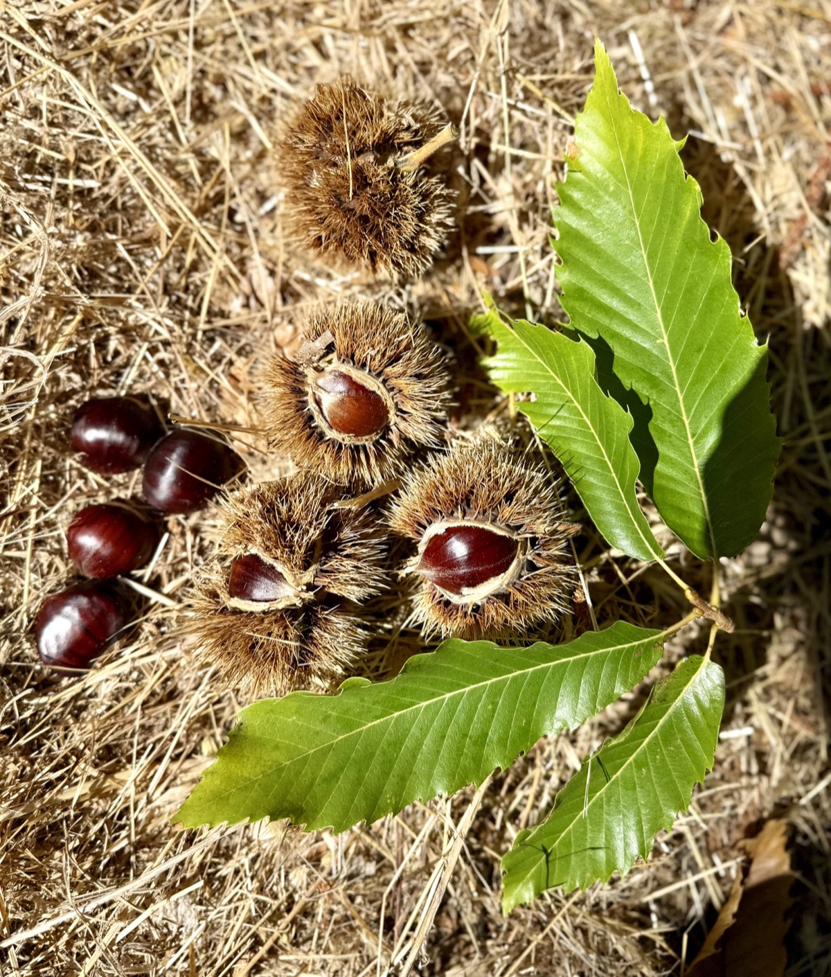 Mini Chestnut Festival